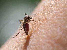 7 Essential Tips to Prevent Dengue Fever